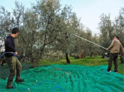 Raccolta delle Olive