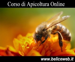 Corso Apicoltura Online