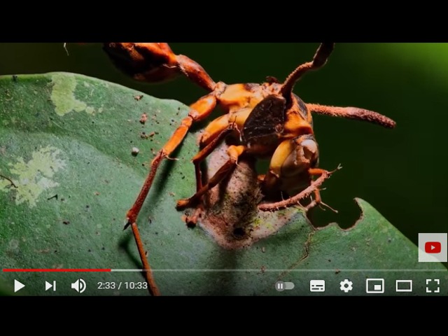 BeliceWeb.it - Le 10 Specie Viventi più Pericolose nelle Amazzone