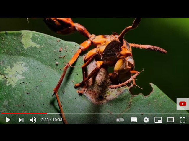 Le 10 Specie Viventi più Pericolose nelle Amazzone