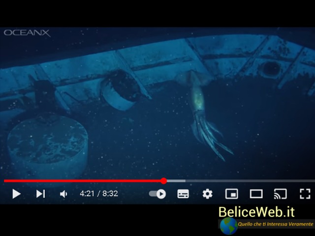 BeliceWeb.it - Spaventoso - Un Enorme Calamaro Spunta dagli Abissi