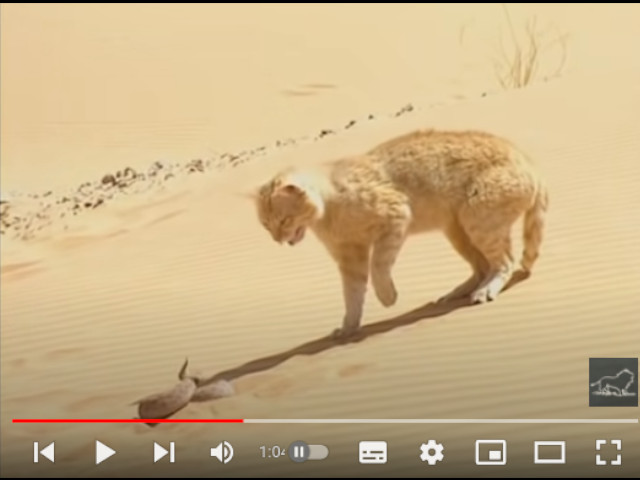 Gatto della Sabbia contro Serpente del Deserto