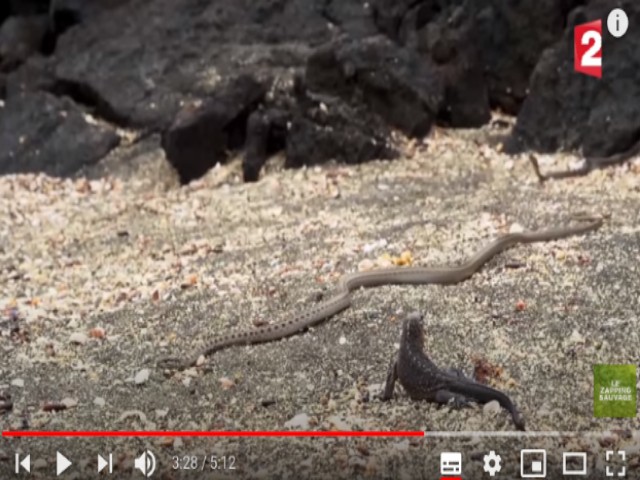 BeliceWeb.it - Iguana VS Serpente - Chi avrà la meglio?