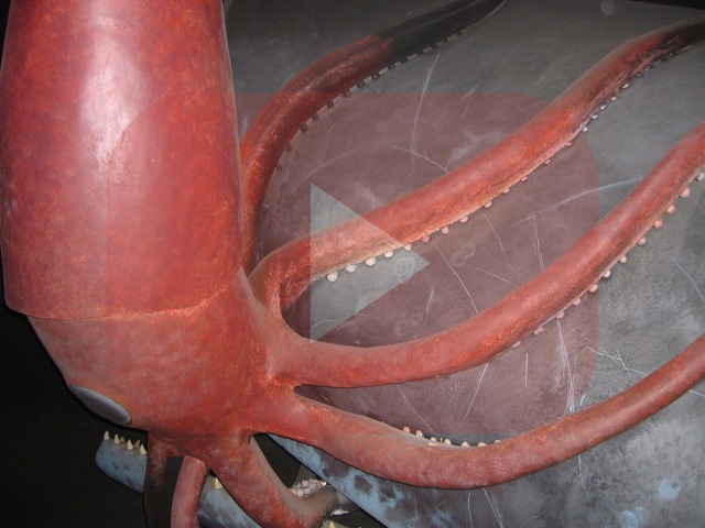 Gigantesco Calamaro Gigante Catturato in Video