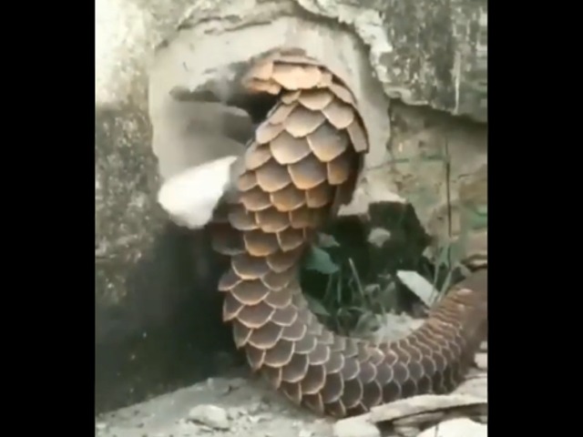 BeliceWeb.it - Pangolino - Questo Animale Distrugge un Muro