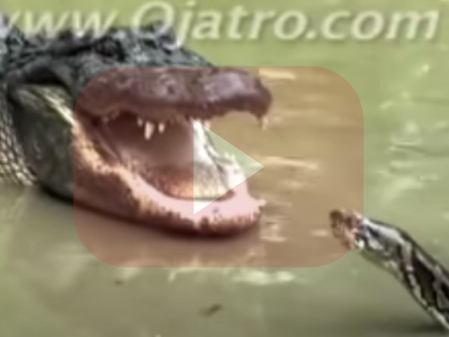 Pitone VS Alligatore - Chi vincerà?