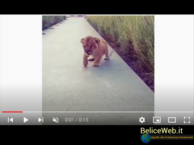 BeliceWeb.it - Il Ruggito di questo Piccolo Leone fa Divertire il Web