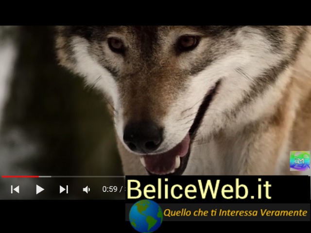 BeliceWeb.it - Salva un Lupo e lo Incontra dopo 4 anni. Quello che succede...