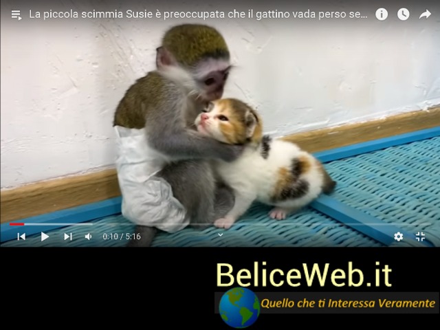 BeliceWeb.it - Una Scimmietta si Prende Cura di un Gattino