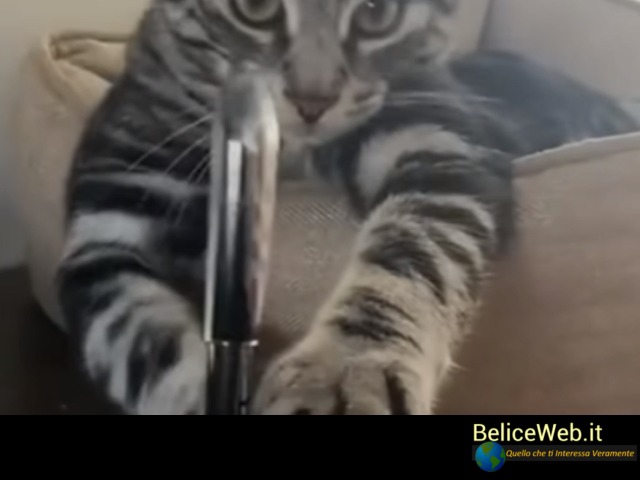 Video Raccolta di Gatti che Ti Faranno Ridere a più non Posso