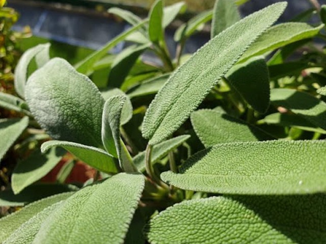 Come Contrastare l'Alitosi con la Salvia