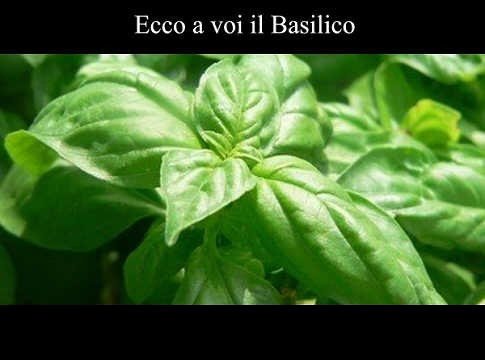 Come Coltivare il Basilico