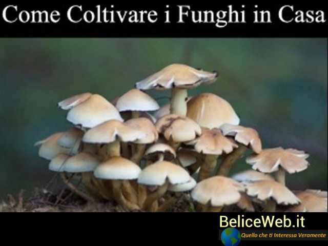 Come Coltivare i Funghi in Giardino o in Casa