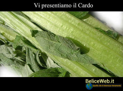 Come Coltivare il Cardo