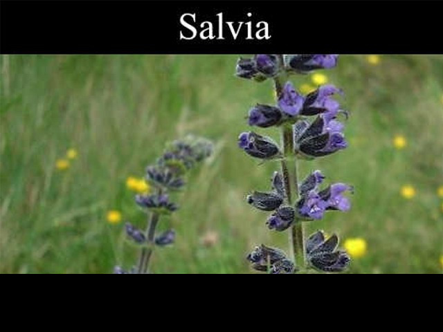 Come Coltivare la Salvia