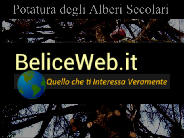 Come Potare gli Alberi Secolari