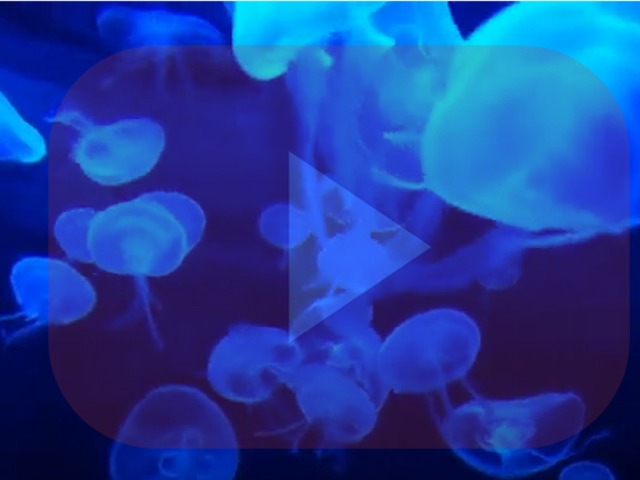 BeliceWeb.it - Video con Musica Rilassante